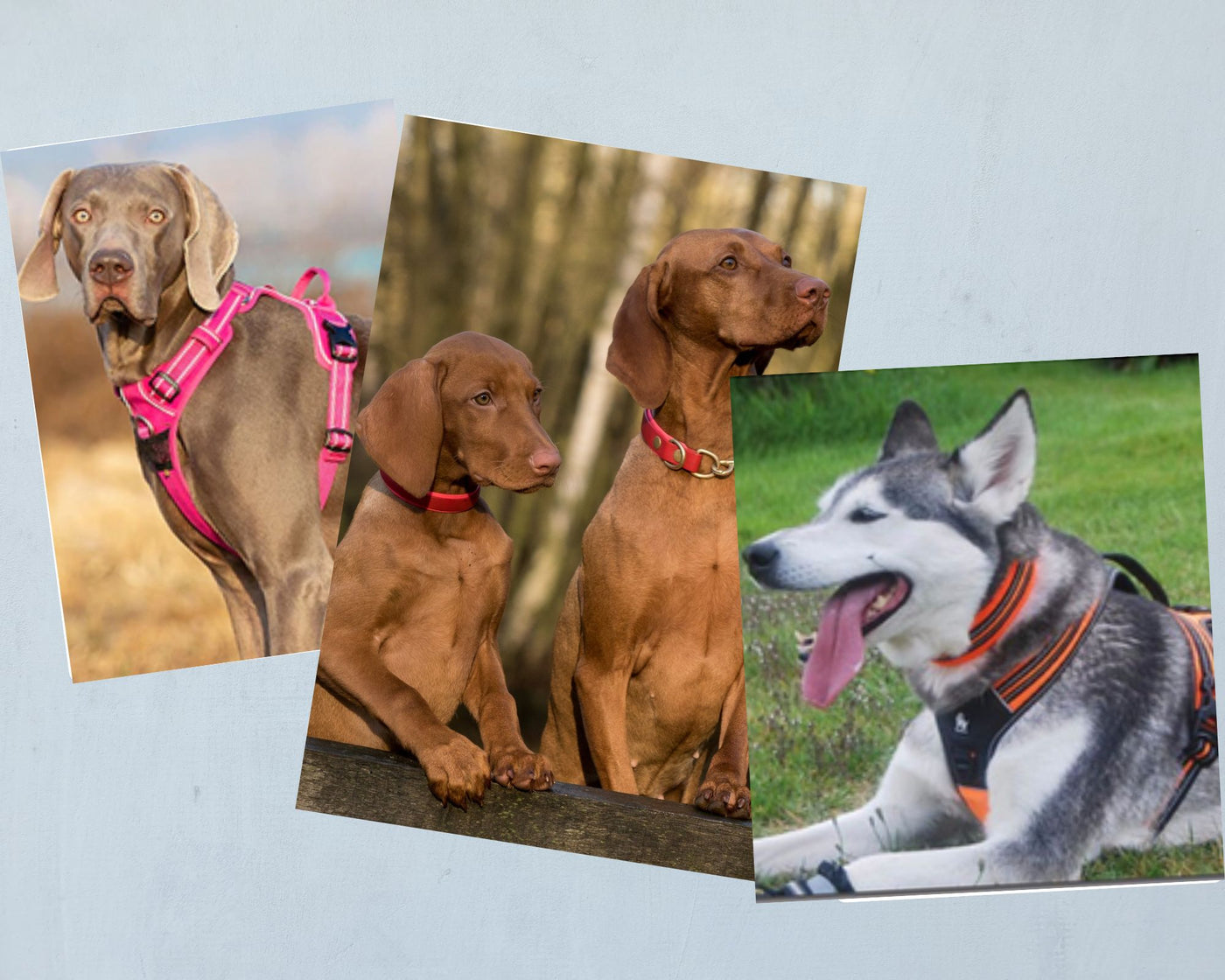 Dog Collars vs. Harnesses: Which is Better for you and your Dog.